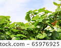 Kiwi fruit	 65976925