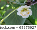 Kiwi fruit	 65976927
