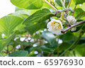 Kiwi fruit	 65976930
