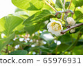 Kiwi fruit	 65976931