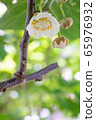 Kiwi fruit	 65976932