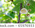 Kiwi fruit	 65976933