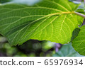 Kiwi fruit	 65976934