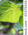 Kiwi fruit	 65976936