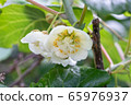 Kiwi fruit	 65976937