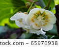 Kiwi fruit	 65976938