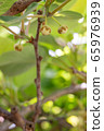 Kiwi fruit	 65976939