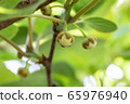 Kiwi fruit	 65976940