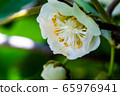 Kiwi fruit	 65976941