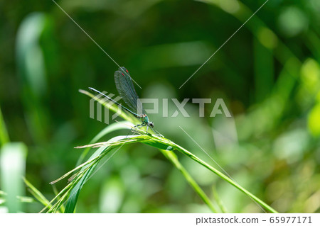 宮城縣藏王町的蜻蜓 宮城縣藏王町的蜻蜓 65977171