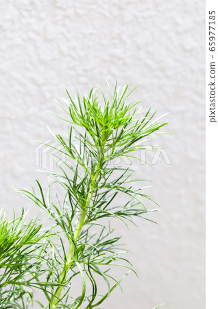 Hama March(琉球Mugwort) Hama March(琉球Mugwort) 65977185