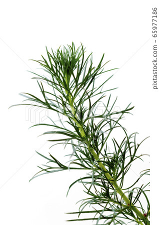 Hama March（琉球Mugwort） 65977186
