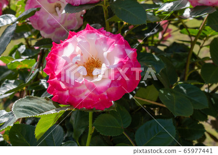[Shizuoka Prefecture Izu City] Spring Rose Garden Roses [Pink / Red / White] 65977441