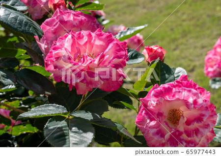 [Shizuoka Prefecture Izu City] Spring Rose Garden Roses [Pink / Red / White] 65977443