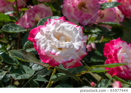 [Shizuoka Prefecture Izu City] Spring Rose Garden Roses [Pink / Red / White] 65977444