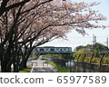 The train goes while the cherry blossoms are blooming 65977589