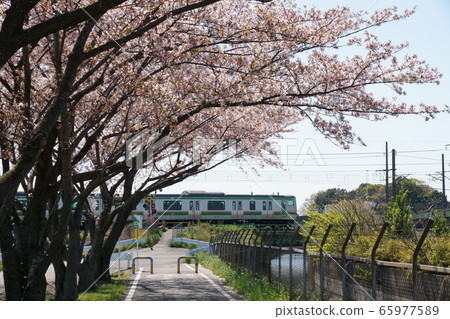 The train goes while the cherry blossoms are blooming The train goes while the cherry blossoms are blooming 65977589