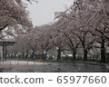 Cherry blossoms bloom in the snow 65977660