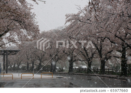 Cherry blossoms bloom in the snow 65977660