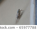 Cicadas 65977788