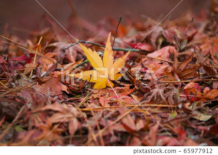 Autumn leaves 65977912