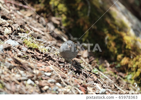 Kuroji male 65978363