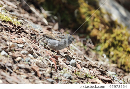 Kuroji male Kuroji male 65978364