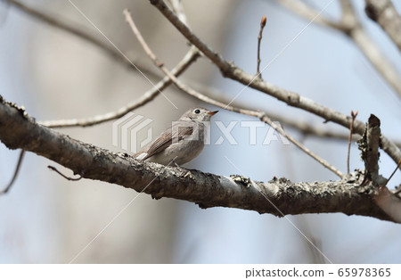 灰鶲 灰鶲 65978365