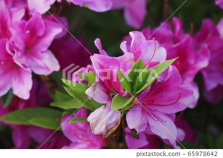 杜鵑花+蜜蜂1 杜鵑花+蜜蜂1 65978642