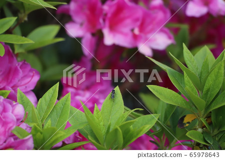 Azalea + insect Azalea + insect 65978643