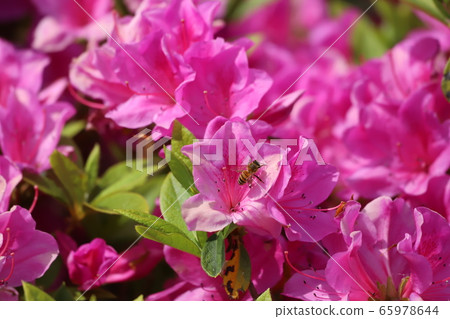 Azalea + bee 2 Azalea + bee 2 65978644