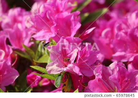 Azalea + bee 3 Azalea + bee 3 65978645