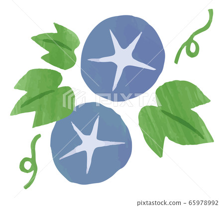 Morning glory illustration flower material watercolor 65978992