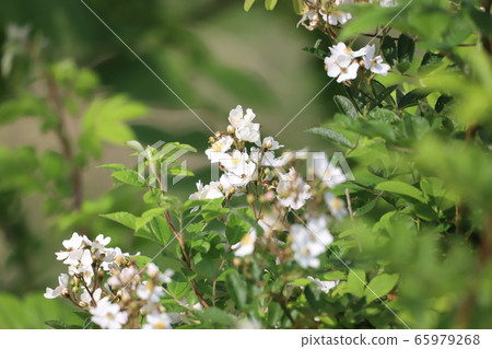 Neubara Neubara 65979268