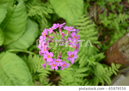 Chikusa Marsh ‗ Cleanse Chikusa Marsh ‗ Cleanse 65979550