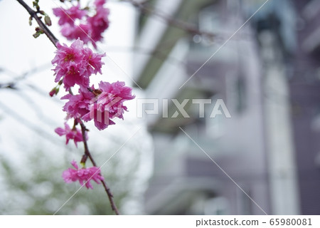 特別美麗的櫻花。 65980081