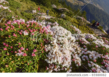 美麗而繁華的高山大師高山隆貴獲得高谷上之獎。 65980082