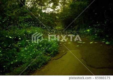 在森林裡，沒有火，沒有熱量，沒有熱量，沒有熱量。 65980175