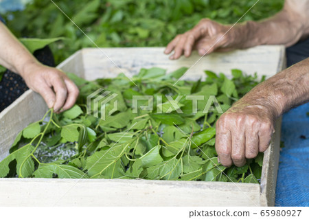 Men and woman feeding silkworms by fresh mulberry Men and woman feeding silkworms by fresh mulberry 65980927