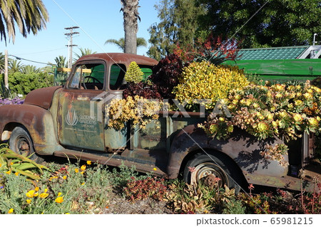 Succulent plants 65981215