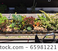 Succulent plants 65981221