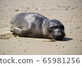 seal  65981256
