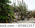 Cactus 65981257