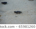 Turtle's baby 65981260
