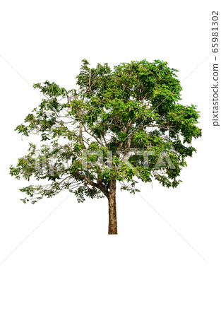 tree and leaf beautiful on white background tree and leaf beautiful on white background 65981302