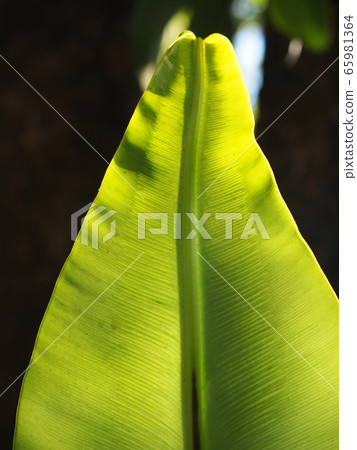 crop closeup on large green leaves of tropical plants, large bird's nest fern leaves, under natural sunlight outdoor selective focus with blur background  65981364