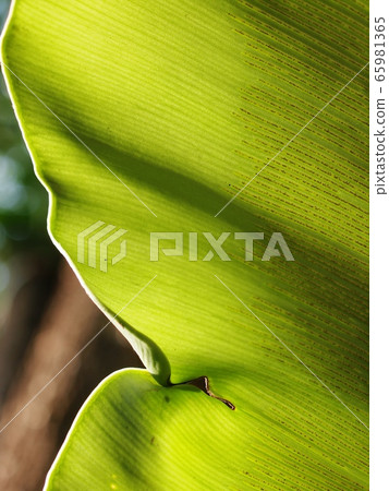crop closeup on large green leaves of tropical plants, large bird's nest fern leaves, under natural sunlight outdoor selective focus with blur background crop closeup on large green leaves of tropical plants, large bird's nest fern leaves, under natural sunlight outdoor selective focus with blur background 65981365