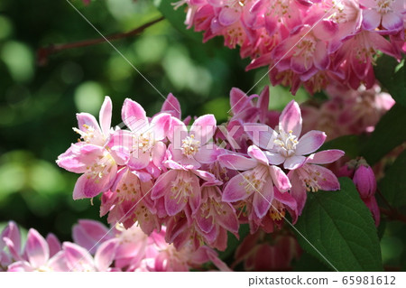 丁香花盛開的紅花 紅花梅花天空樹 照片素材 圖片 圖庫