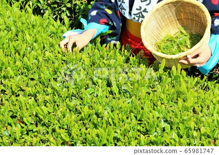 Tea plant tea picking in early summer 65981747