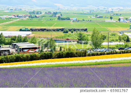 Hokkaido Furano lavender field and Norocco train 65981767